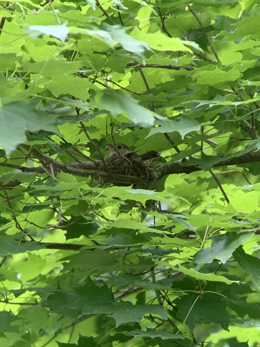 Acadian Flycatcher - ML344606191