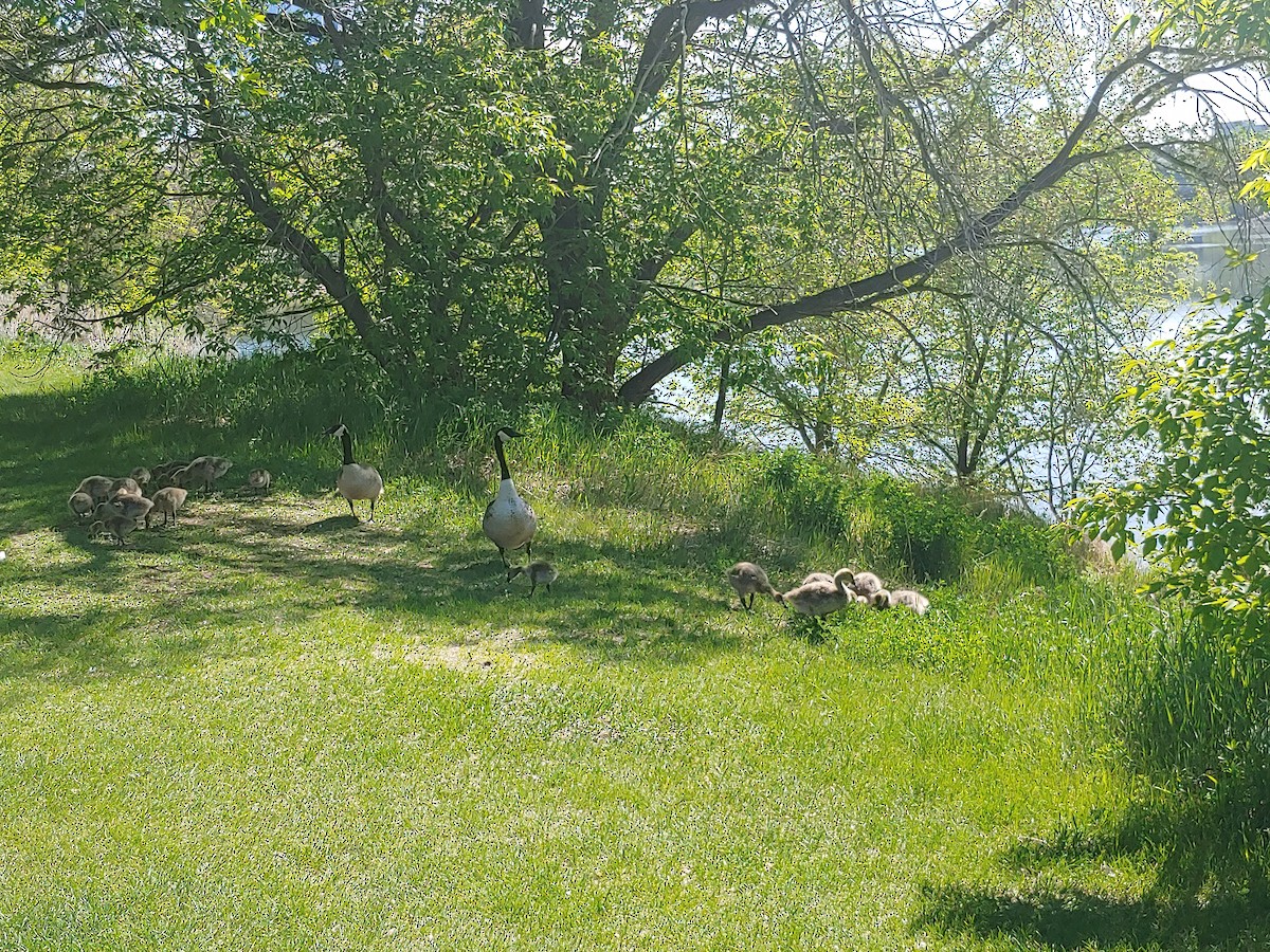 berneška velká - ML344608431