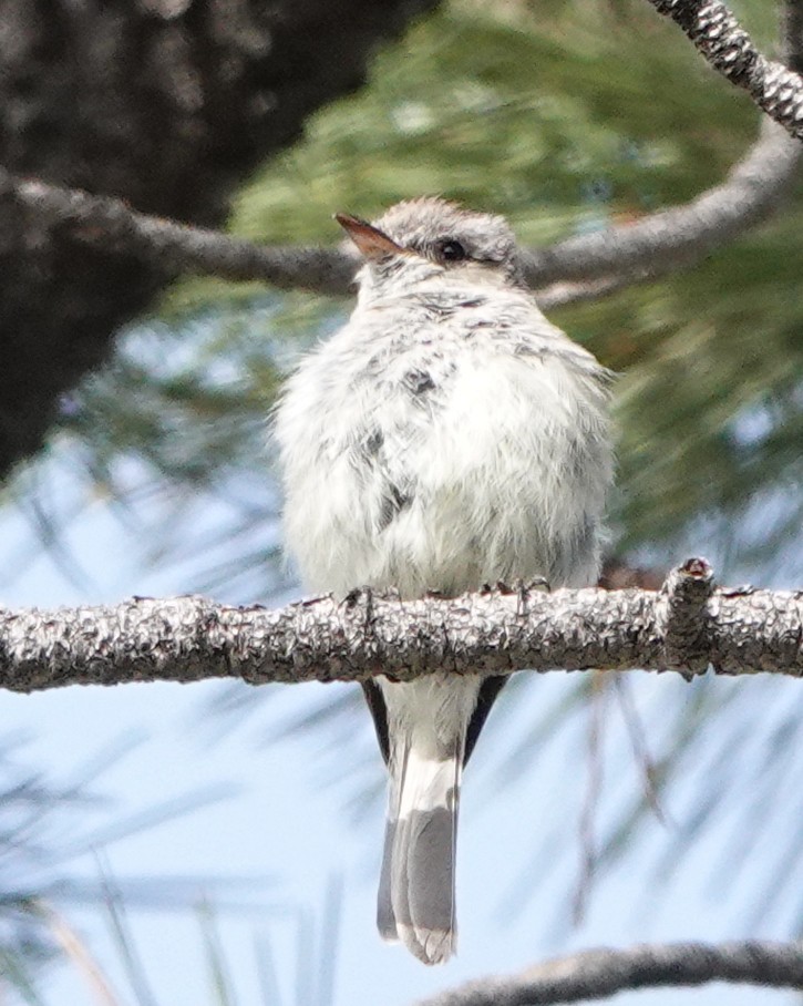 Gray Flycatcher - ML344609861