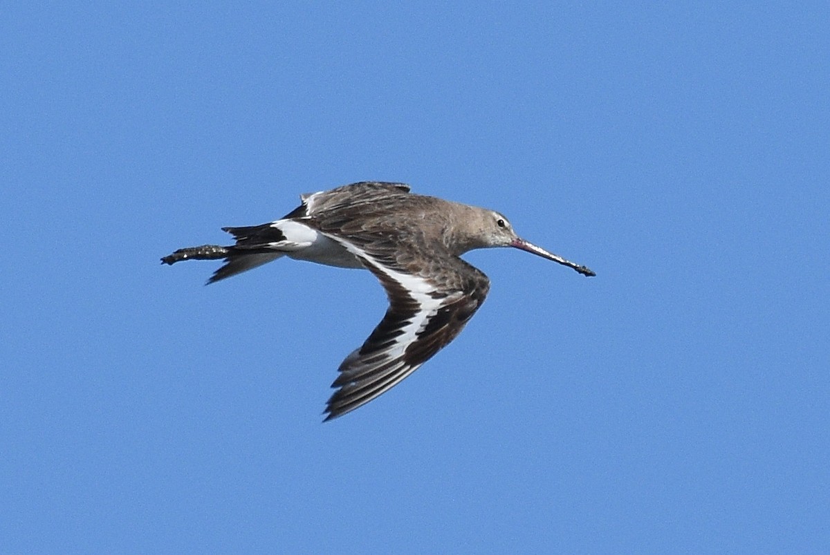 Black-tailed Godwit - ML344610931