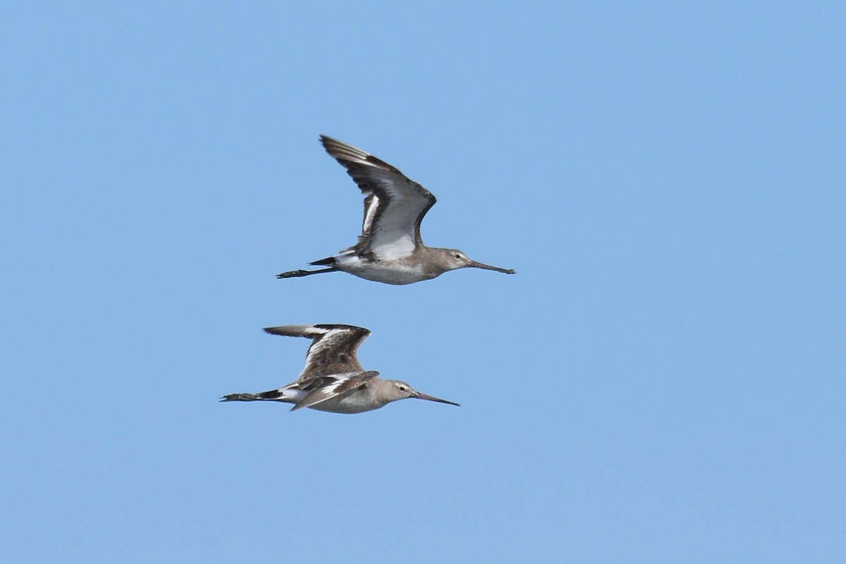 Black-tailed Godwit - ML344610991