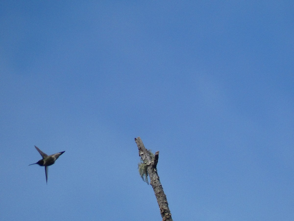 Ruby-throated Hummingbird - ML344612051