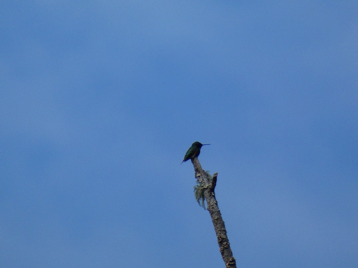 Ruby-throated Hummingbird - ML344612161