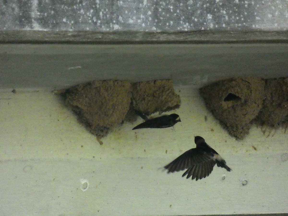 Cliff Swallow - ML344612291