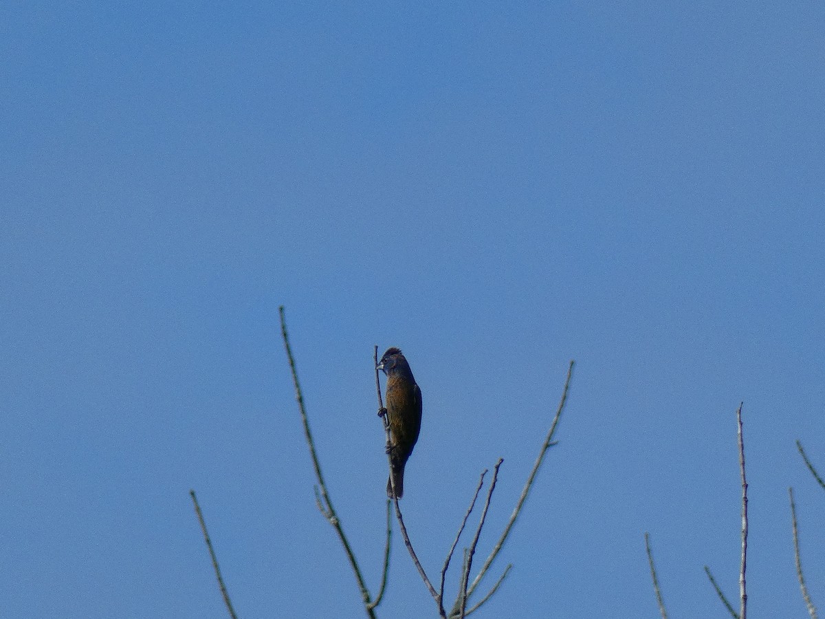 Blue Grosbeak - ML344612601