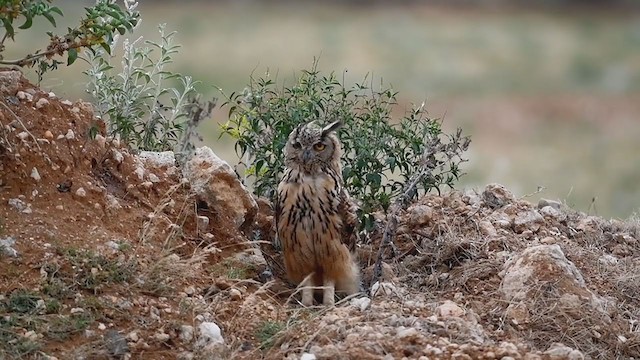 Rock Eagle-Owl - ML344612921