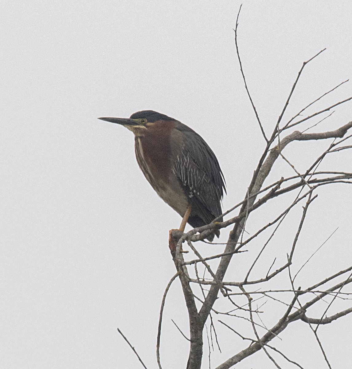 Green Heron - Terry  Hurst