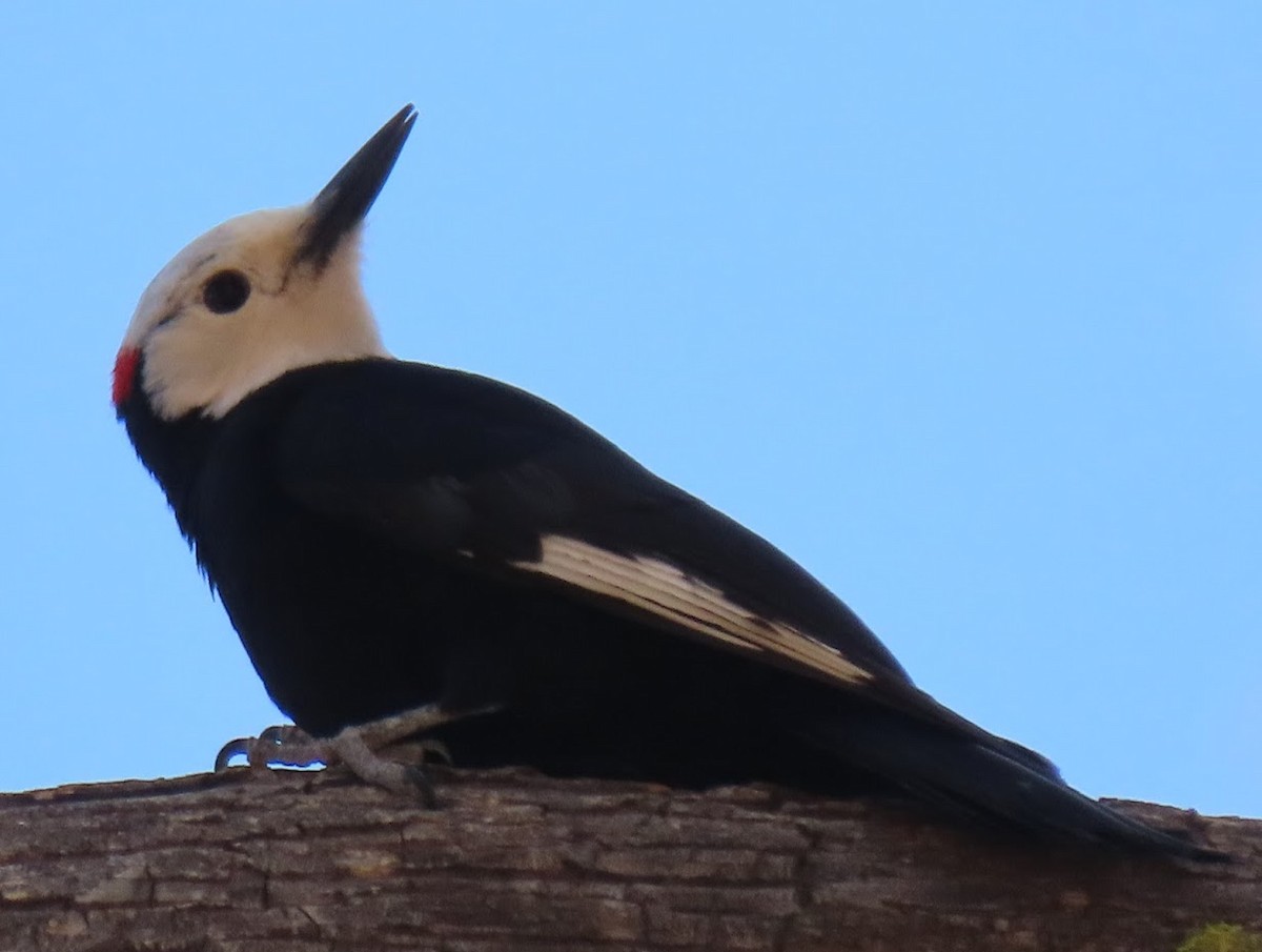 White-headed Woodpecker - Long-eared Owl