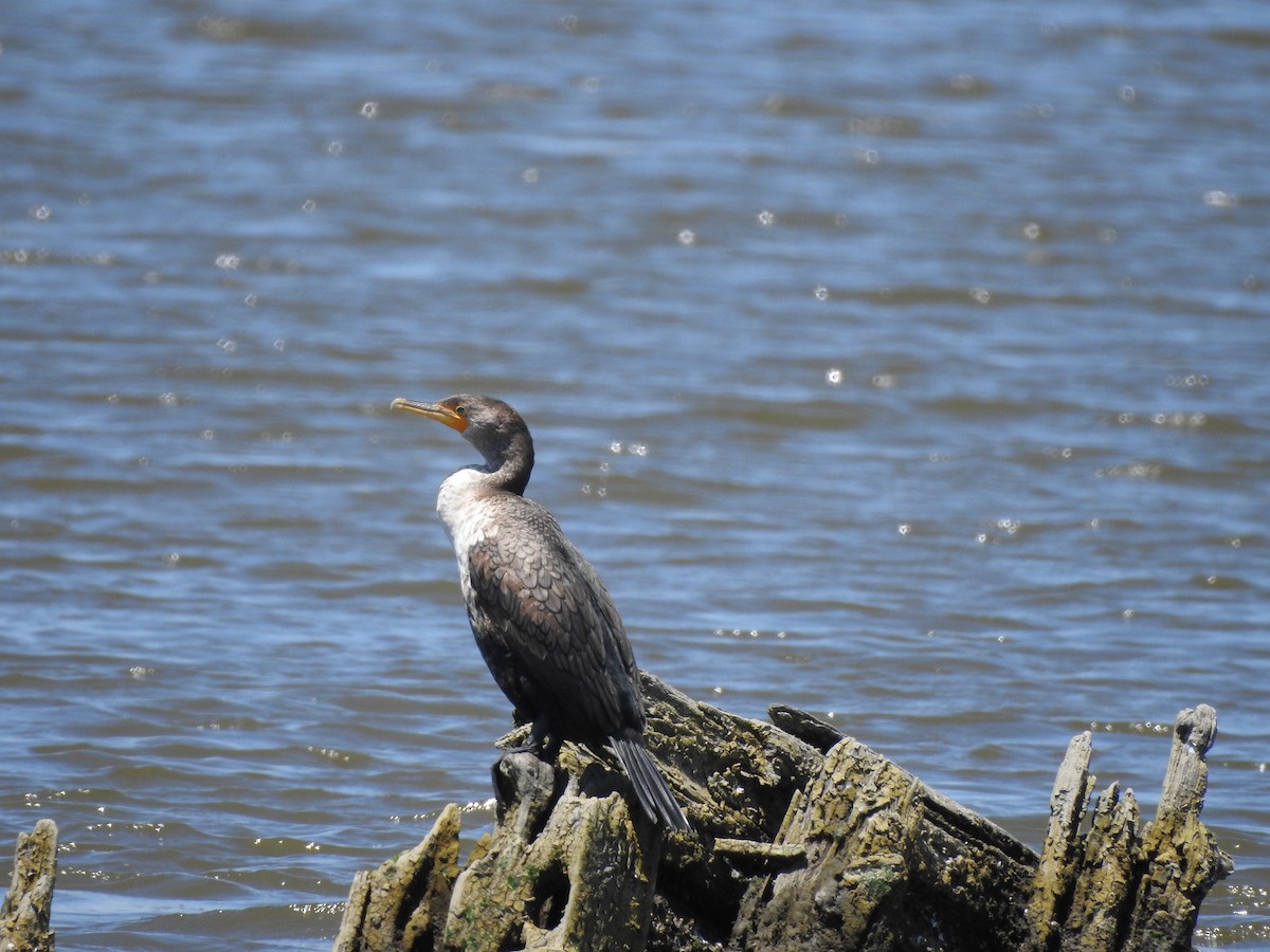 Double-crested Cormorant - ML344614641