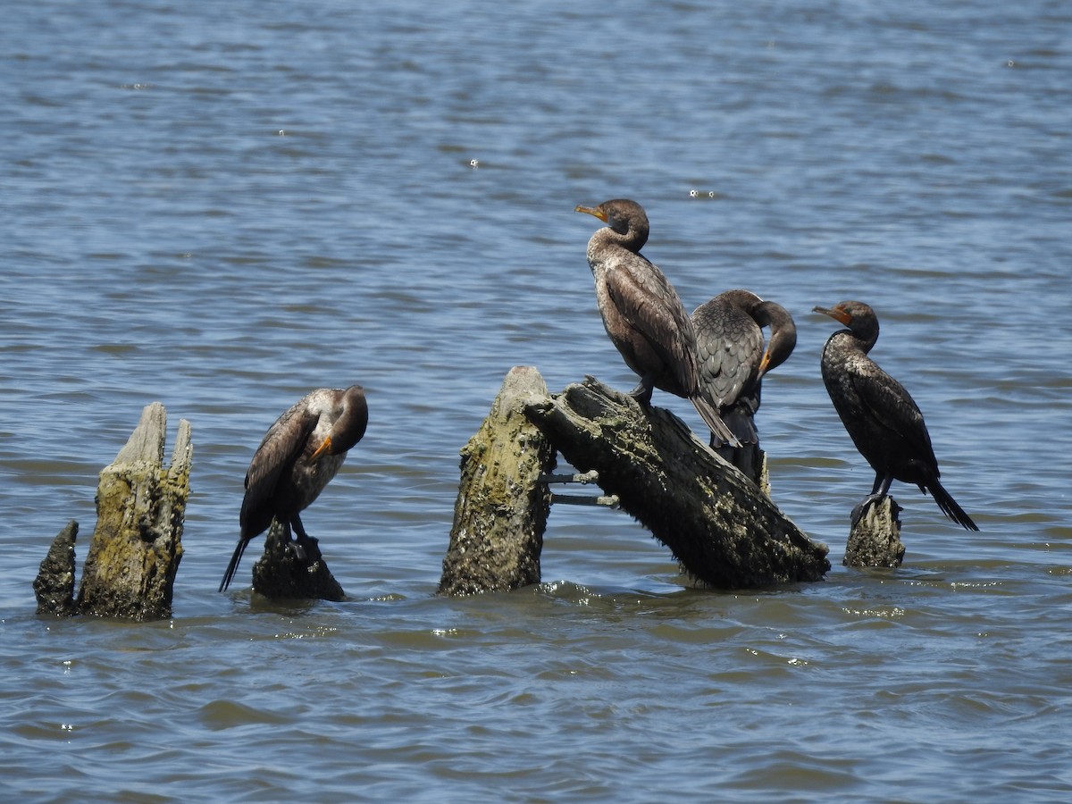 Double-crested Cormorant - ML344614651