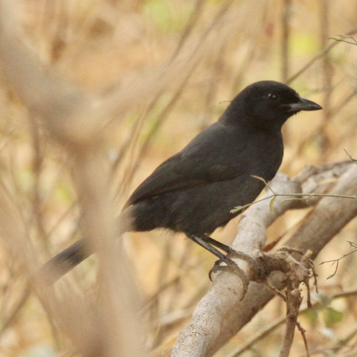 Slate-colored Boubou - Connie Lintz