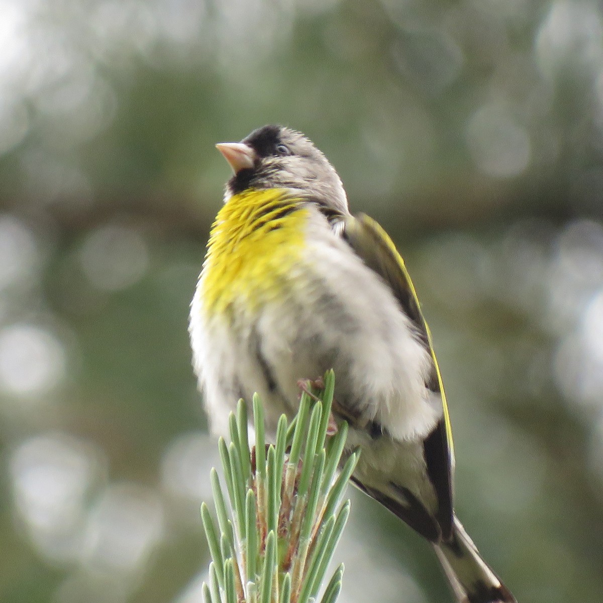 Lawrence's Goldfinch - ML344618991