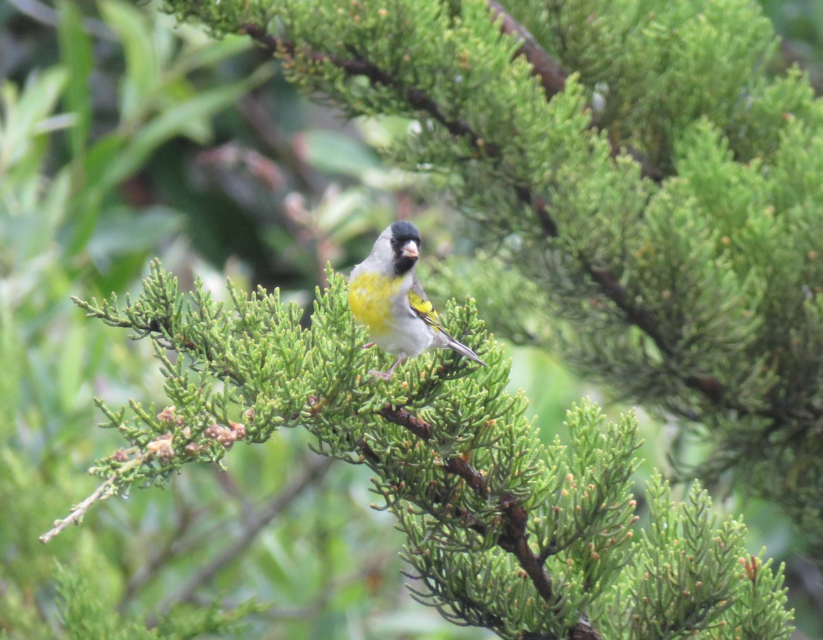 Lawrence's Goldfinch - ML344619021