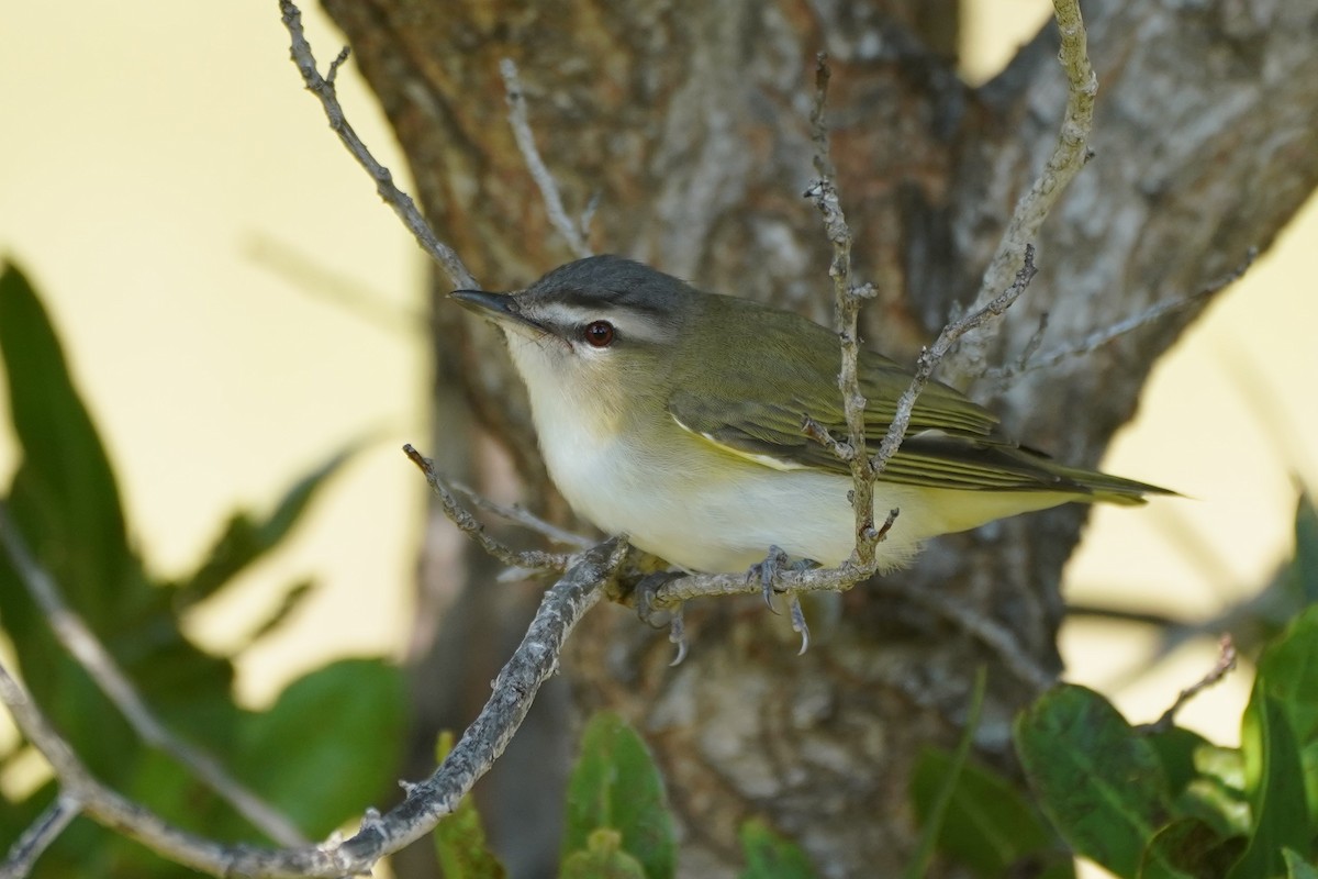 Kızıl Gözlü Vireo - ML344623091