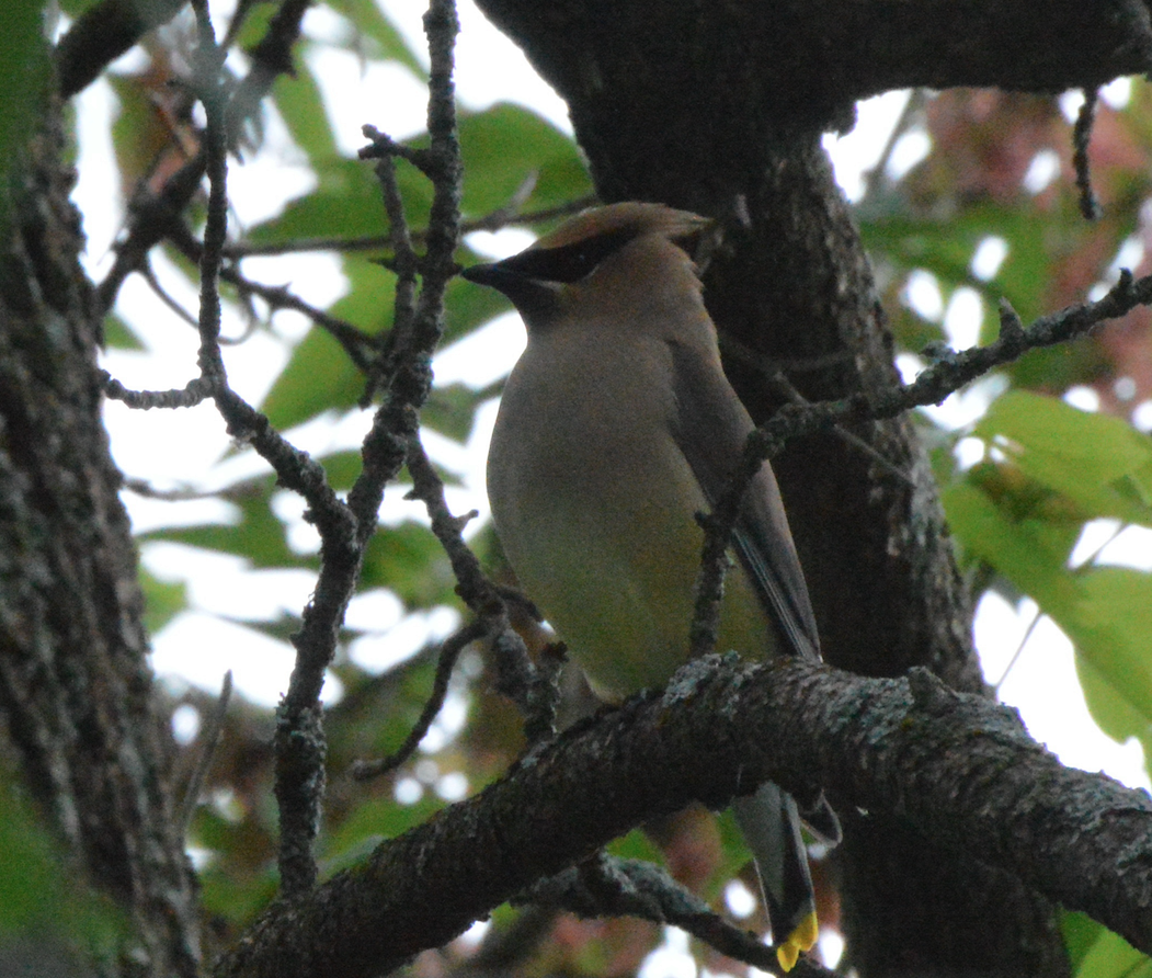 Cedar Waxwing - ML344626041