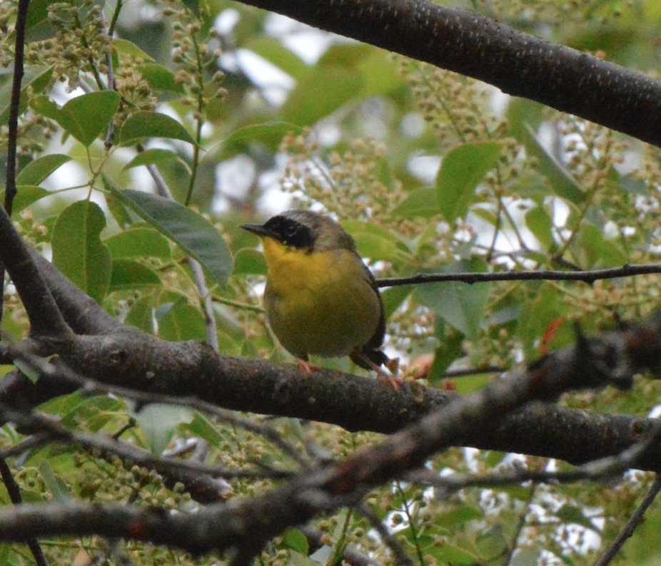 Common Yellowthroat - ML344626171