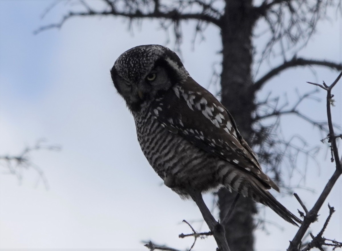 Northern Hawk Owl - Susan Boersma