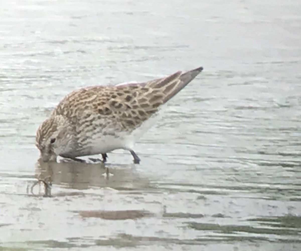 White-rumped Sandpiper - ML344628231