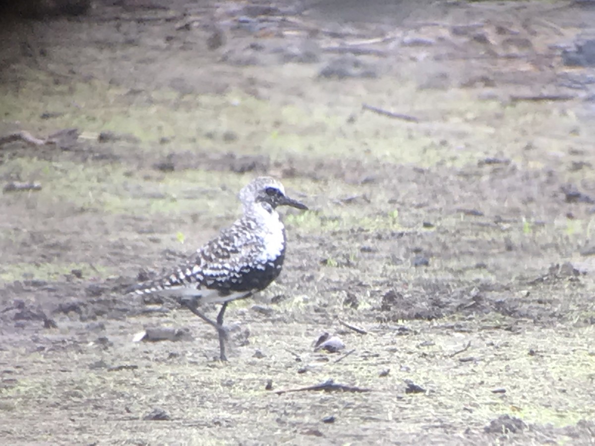 Black-bellied Plover - ML344629211