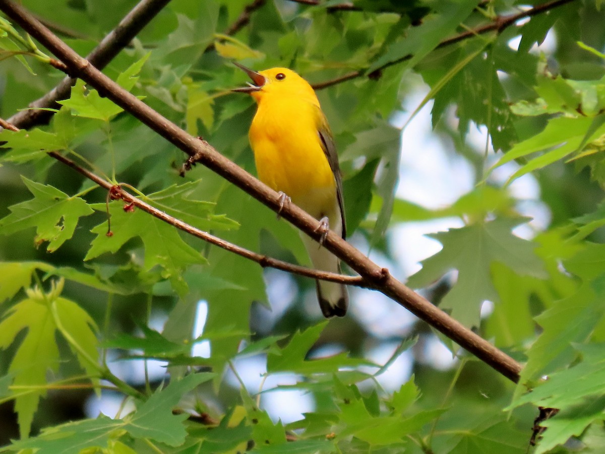 Prothonotary Warbler - ML344629581