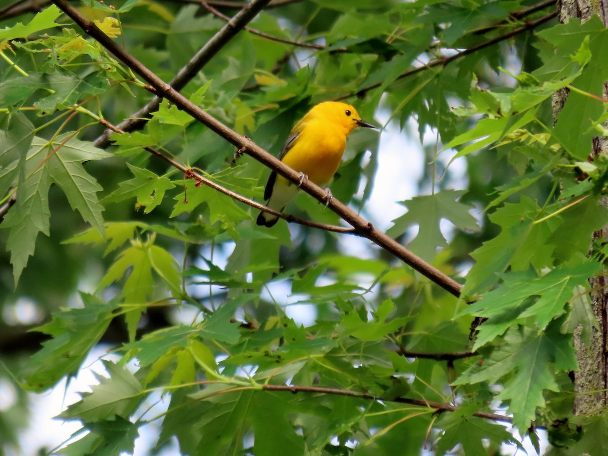 Prothonotary Warbler - ML344629601
