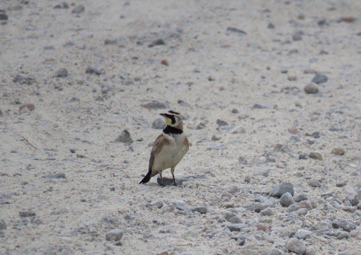 Эвэрт болжмор - ML344629981