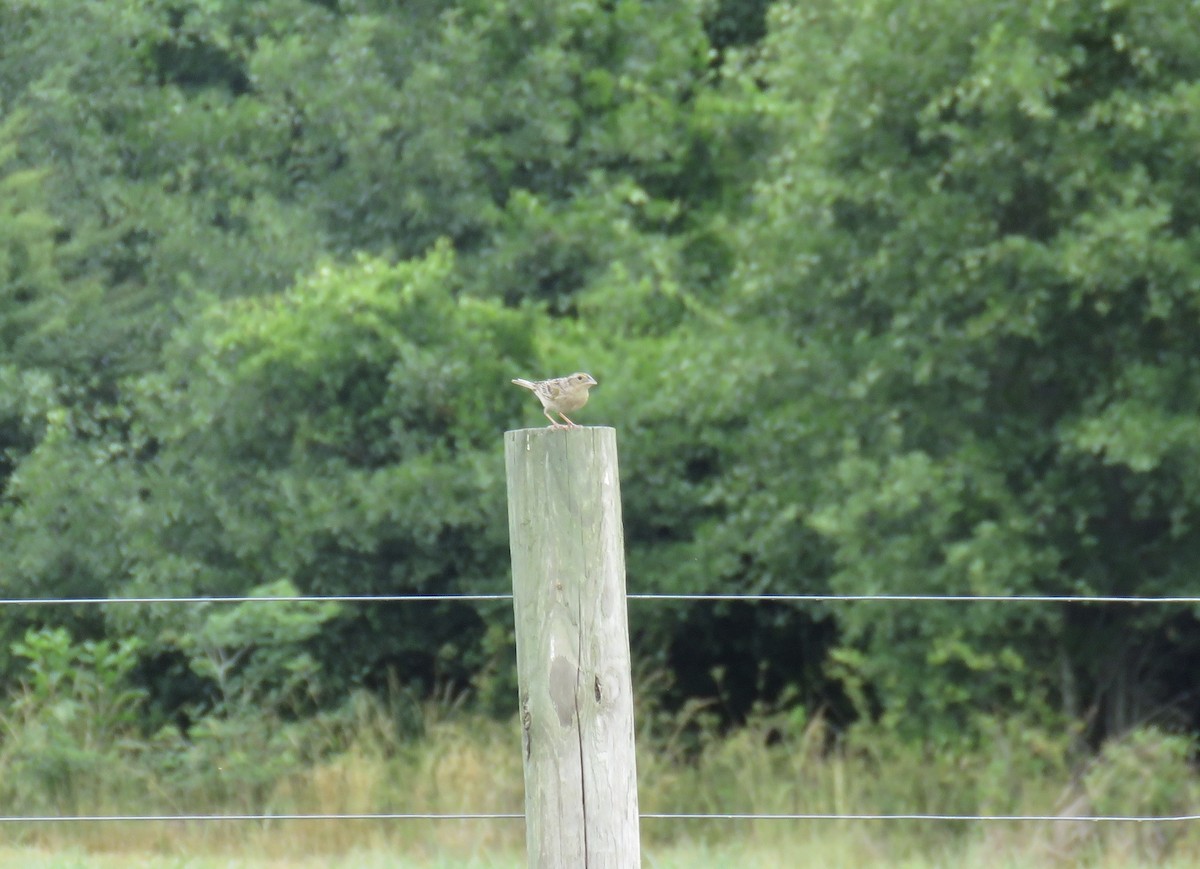 Grasshopper Sparrow - Phil Doerr