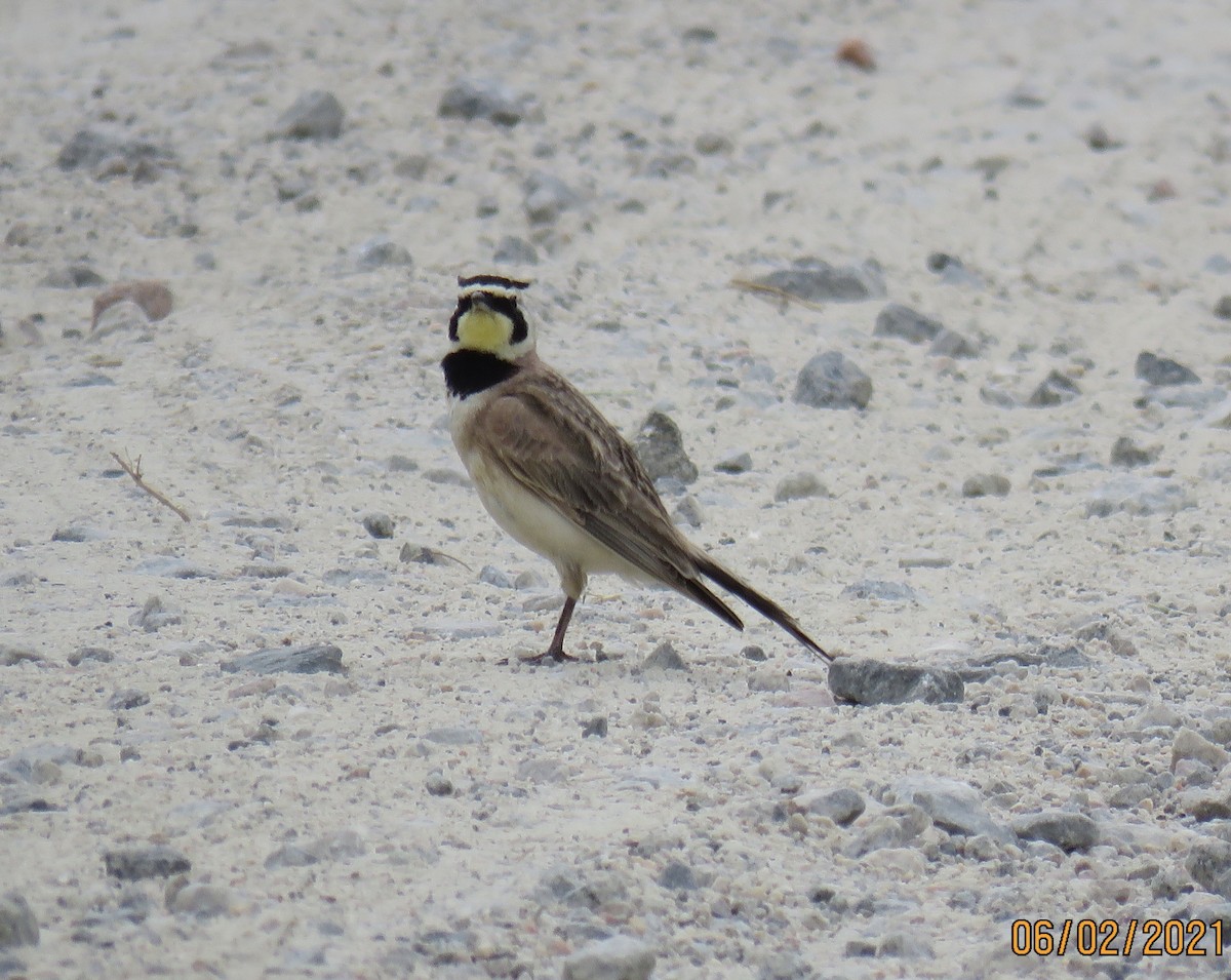 Эвэрт болжмор - ML344630591