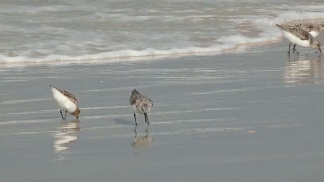 Sanderling - ML344630911