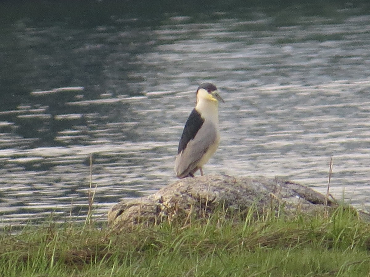 Black-crowned Night Heron - ML344632511