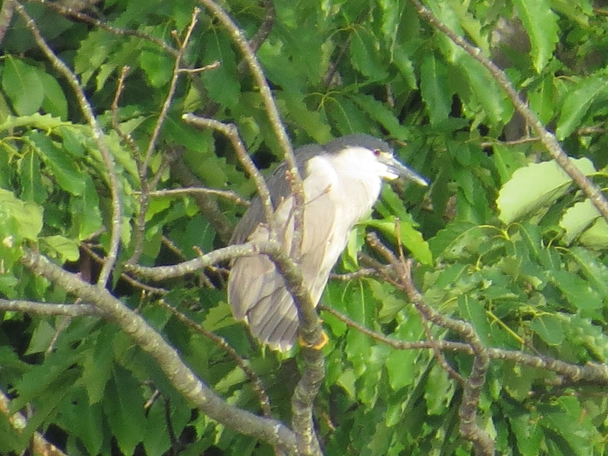 Black-crowned Night Heron - ML344632541