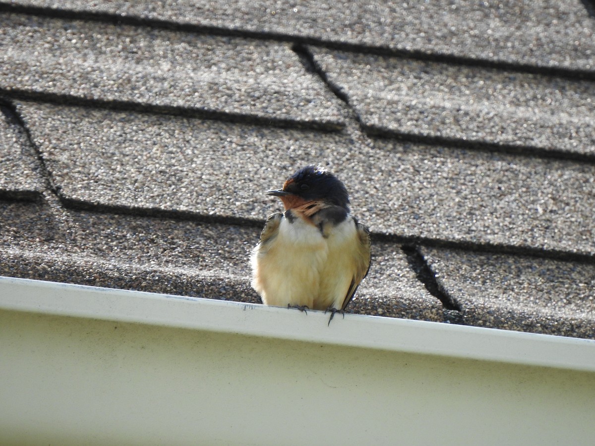 Barn Swallow - ML344633021