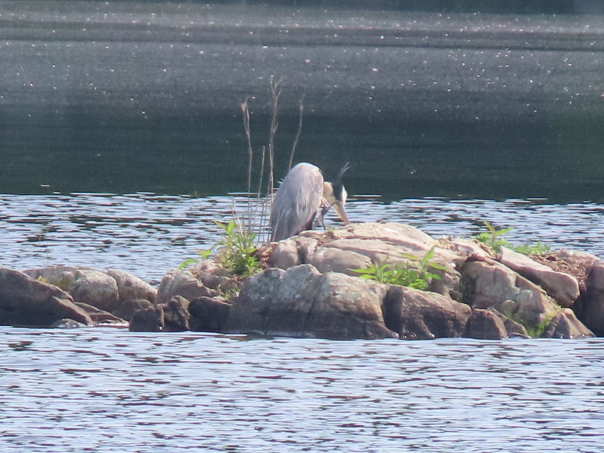 Great Blue Heron - ML344634491