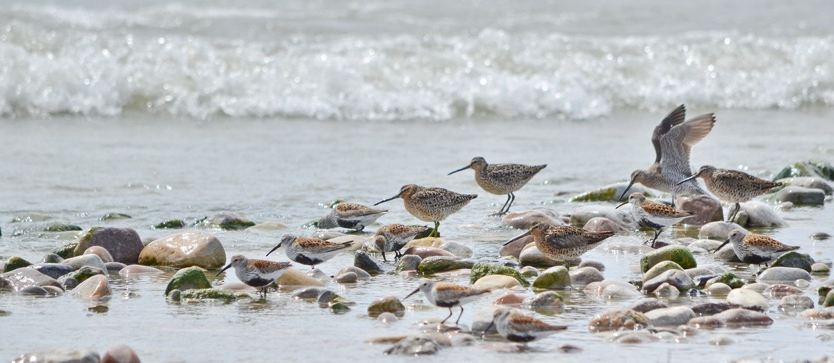 Short-billed Dowitcher - Jean and Bob Hilscher