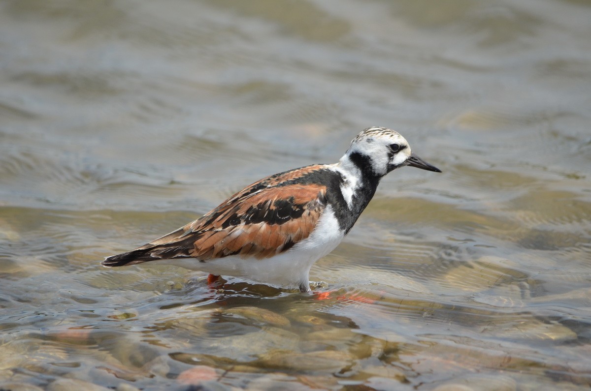 Ruddy Turnstone - ML344637921