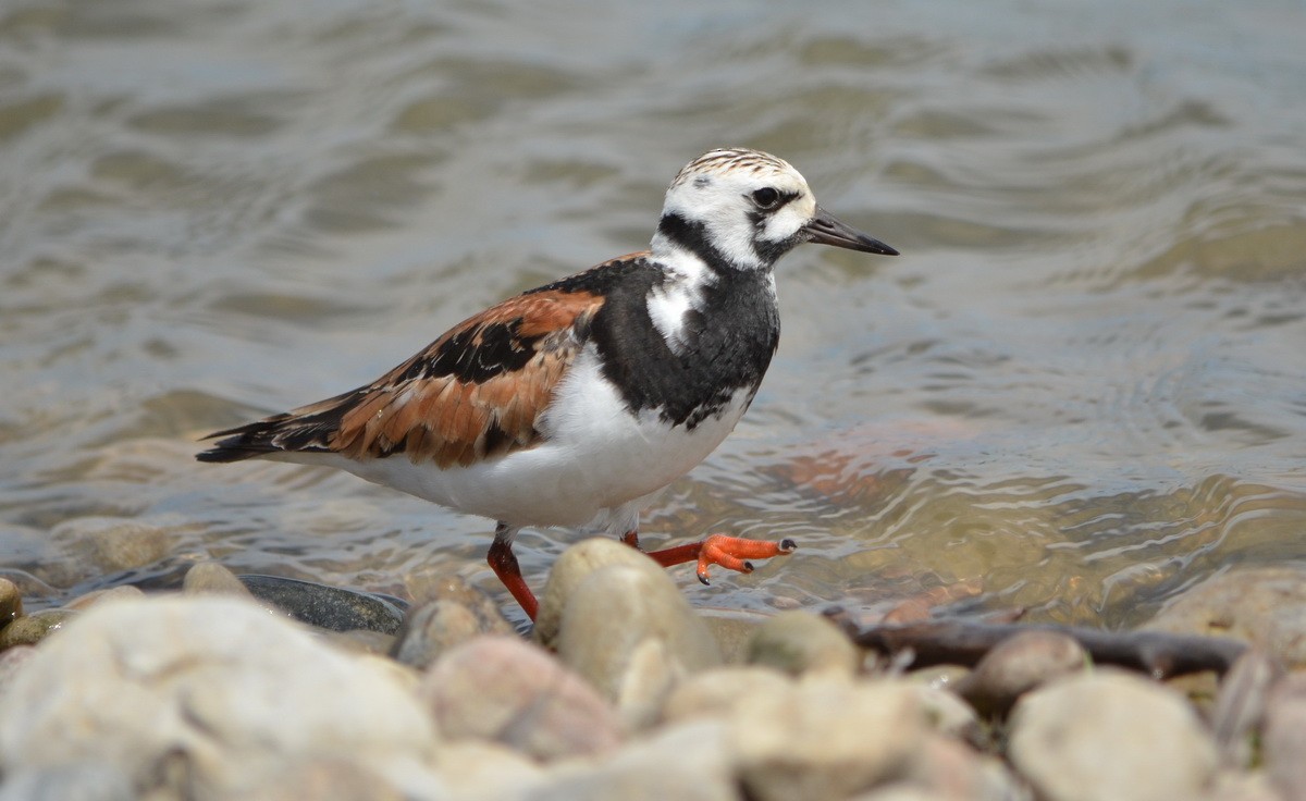 Ruddy Turnstone - ML344638161