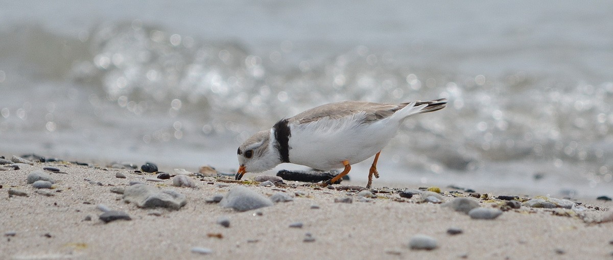 Piping Plover - Jean and Bob Hilscher