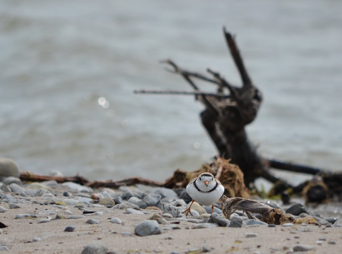 Piping Plover - ML344638561