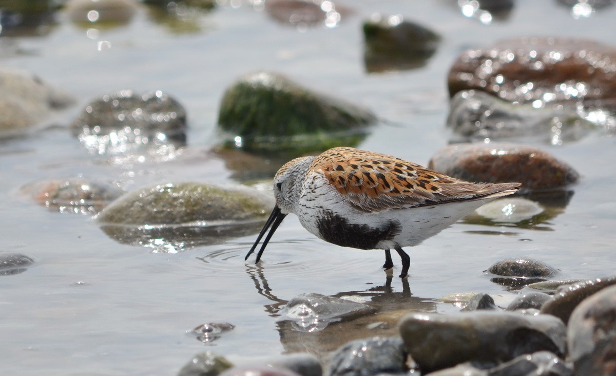 Dunlin - Jean and Bob Hilscher