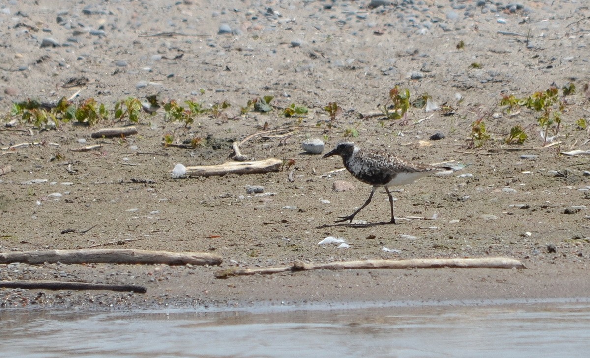 Black-bellied Plover - ML344638851