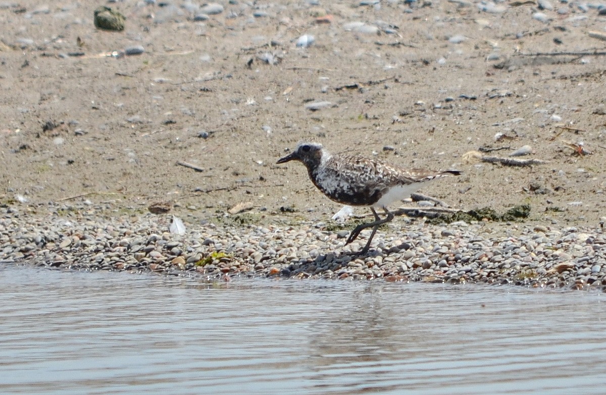 Black-bellied Plover - ML344638871