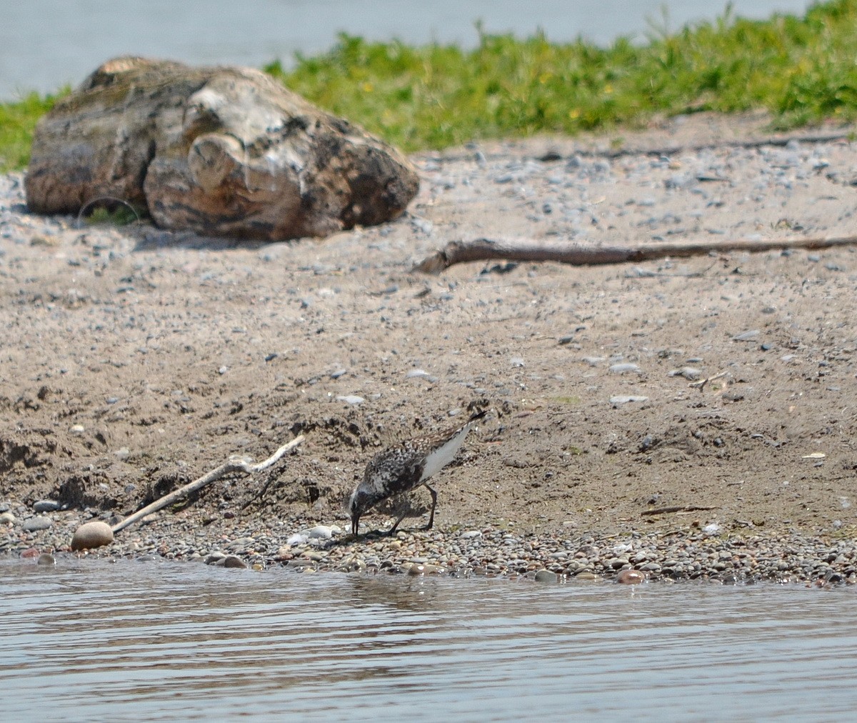 Black-bellied Plover - ML344638921