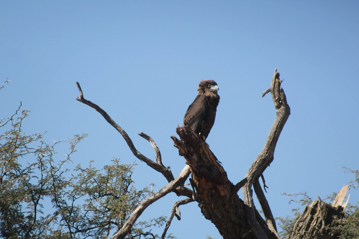 Brown Snake-Eagle - Joe Stokes Neustadt