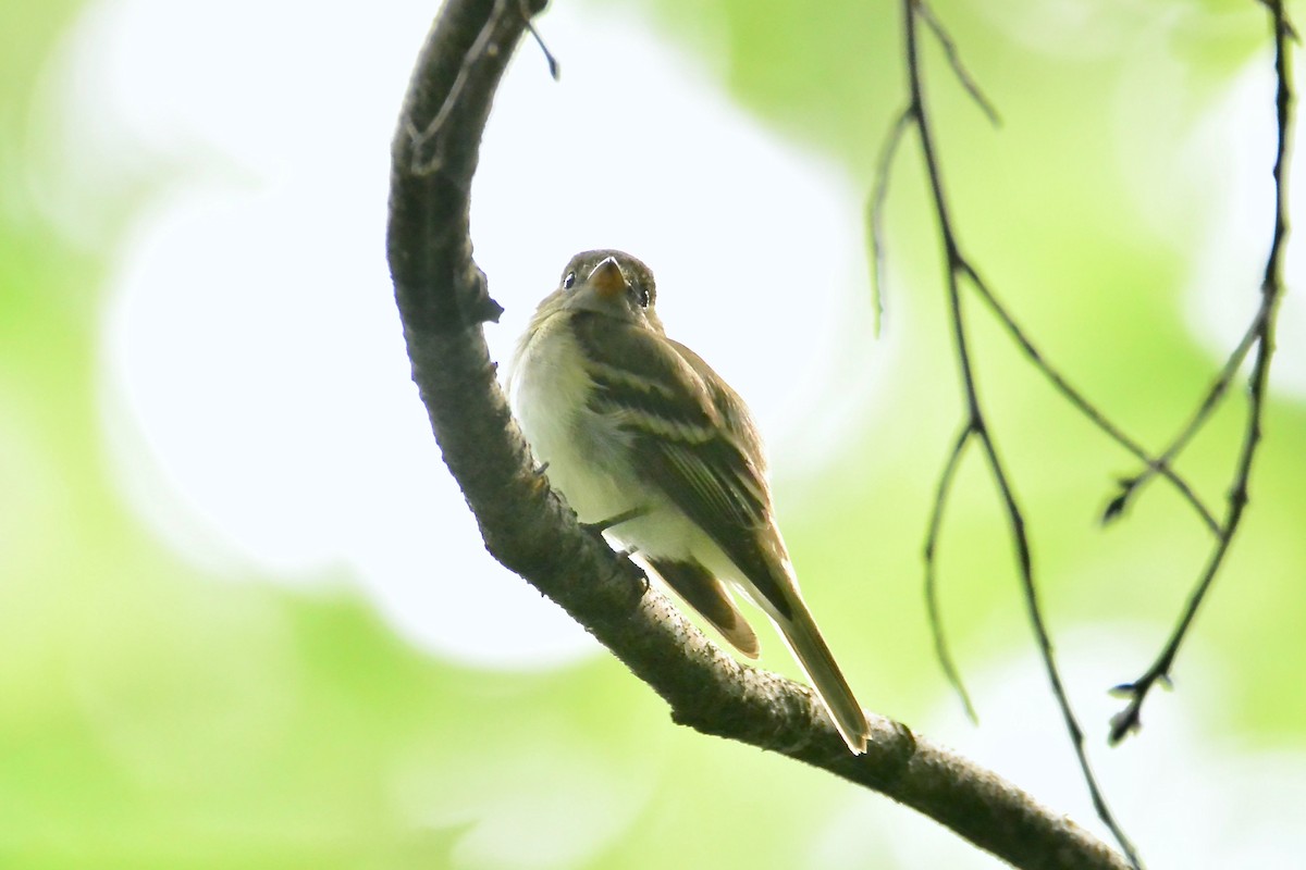 Acadian Flycatcher - ML344639791