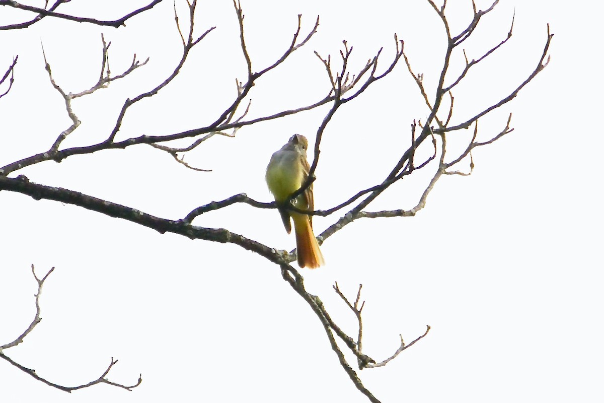 Great Crested Flycatcher - Seth Honig