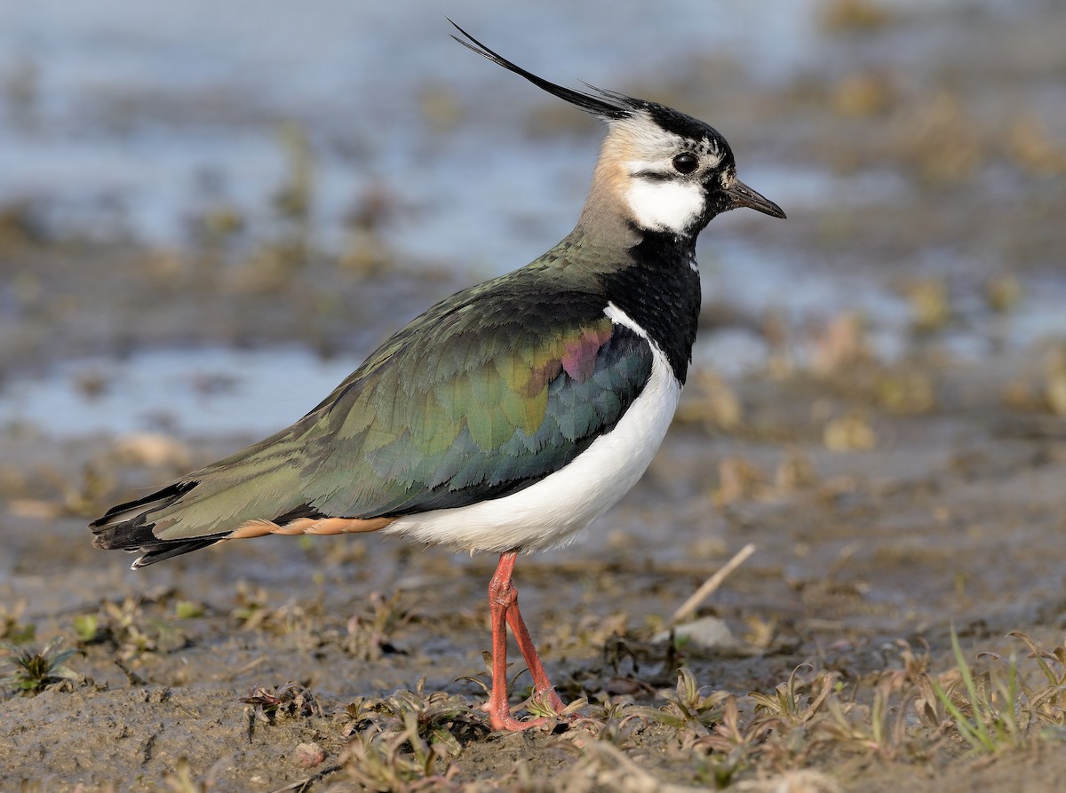 Northern Lapwing - Pavel Štěpánek