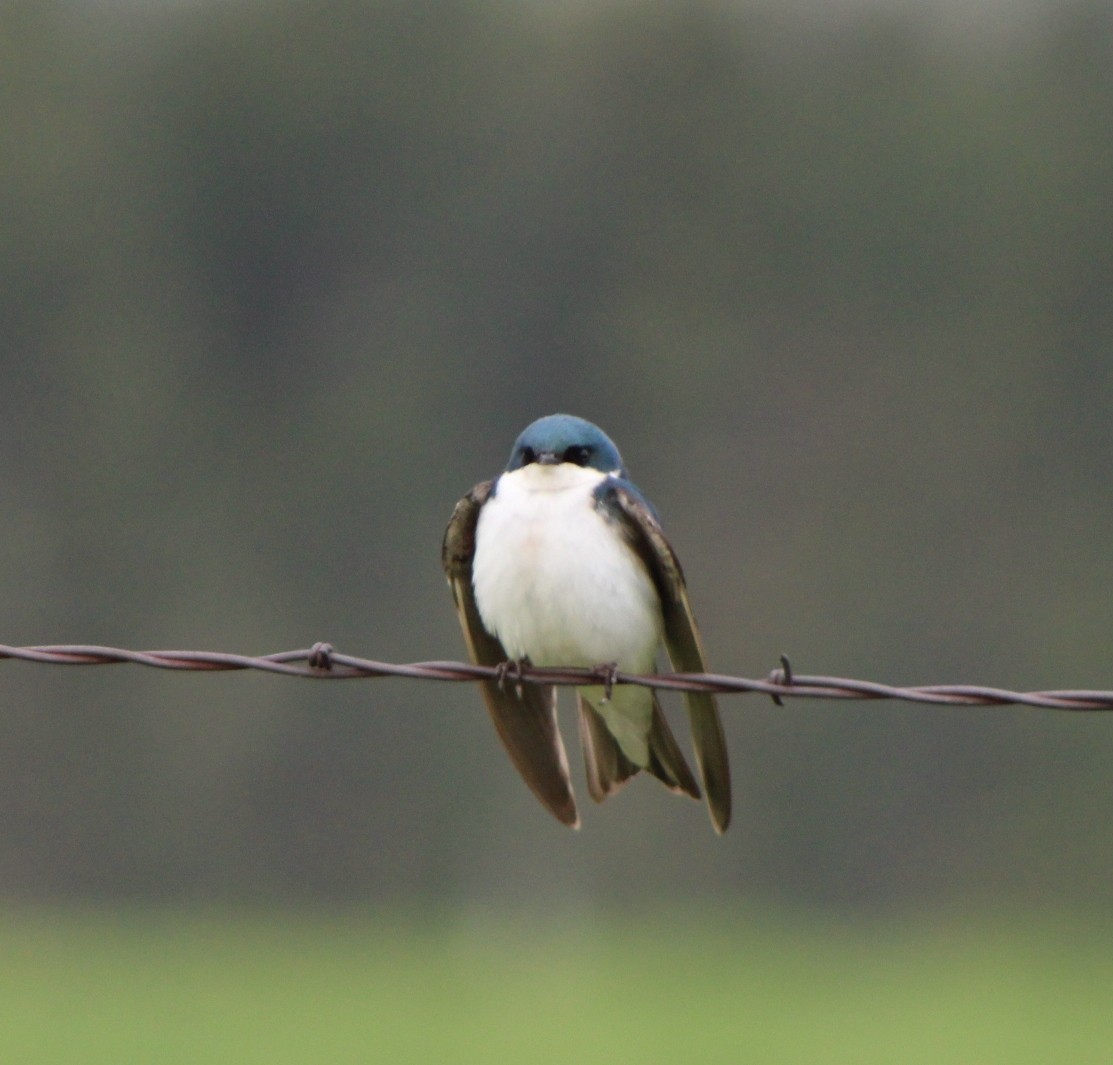 Golondrina Bicolor - ML344644141