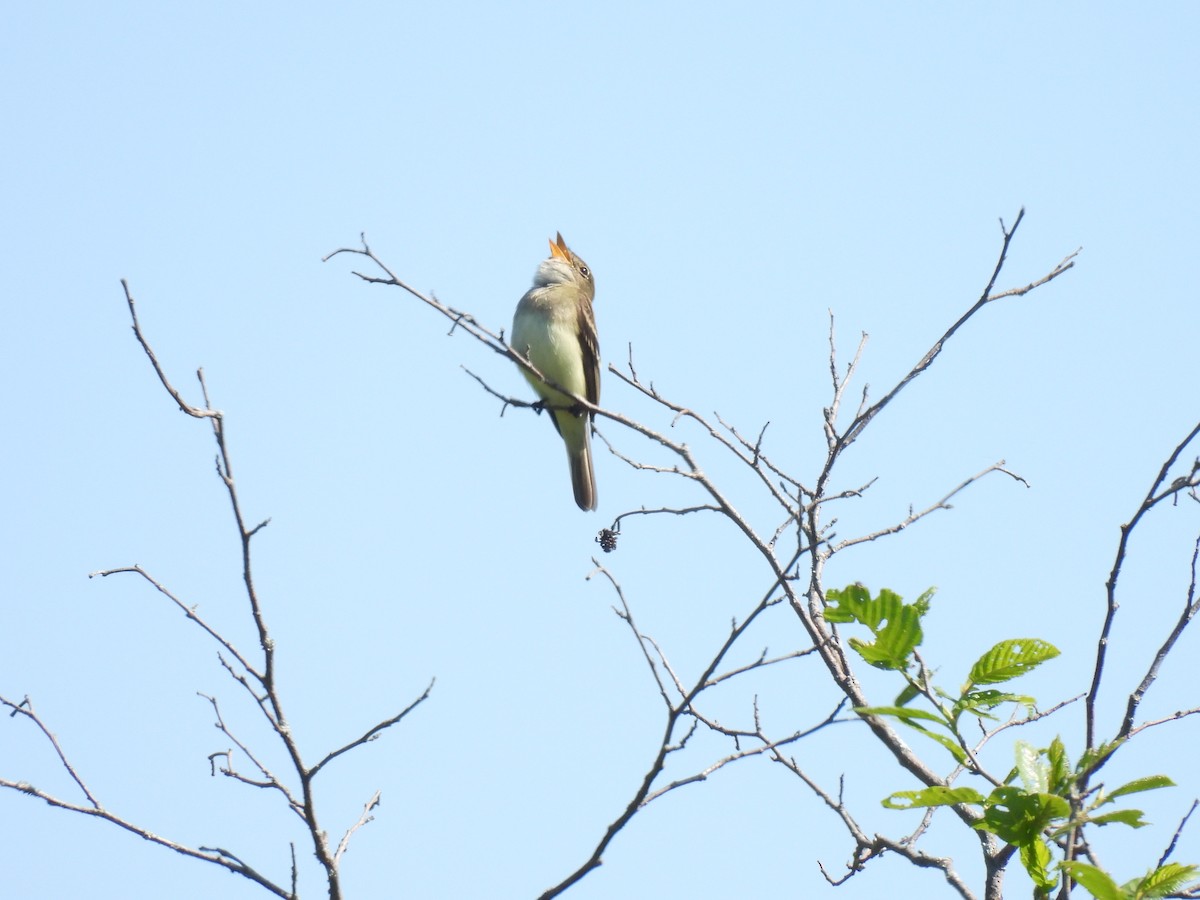 Alder Flycatcher - ML344647611