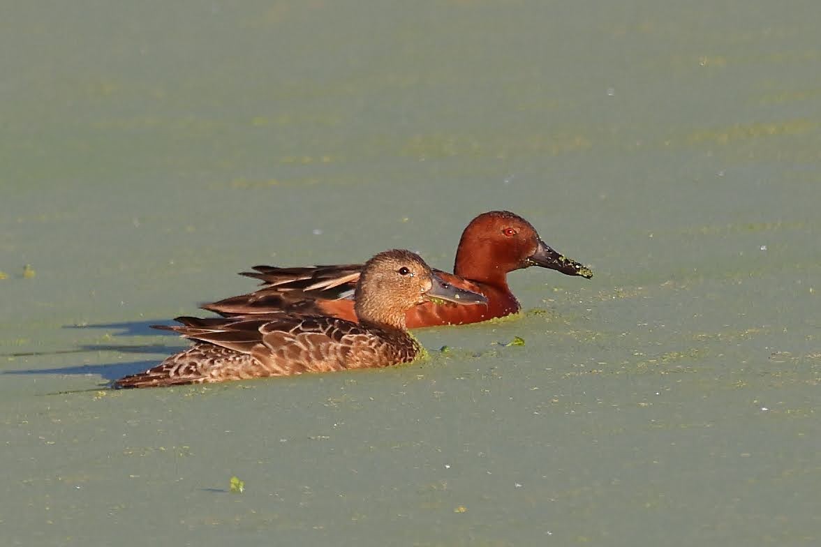 Cinnamon Teal - ML344648641