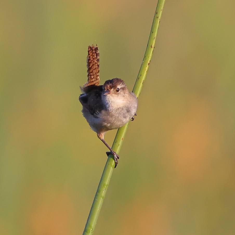 Marsh Wren - ML344648941